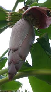 Dengan demikian, jika anda tidak atau lupa memotong jantung pisang ini, tidak beresiko terlalu tinggi terinfeksi penyakit layu bakteri maupun fusarium. Mamfaat Jantung Pisang Untuk Kesehatan Steemit