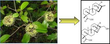 Image result for Croton pseudopulchellus