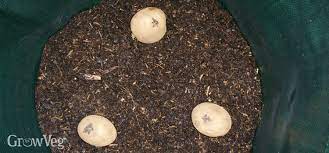 Small, new potatoes have a sweet flavor with a delicate texture. How To Successfully Grow Potatoes In Containers