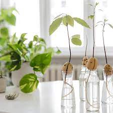 Avocado trees have a relatively shallow root system. How To Grow Avocado Plants From Pits Apartment Therapy