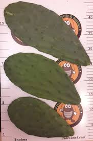 Cactus pad and prickly pear are excellent foods for your beardie and can be used as a daily feeder. Opuntia Pads Prickly Pear Buzzard Reptile