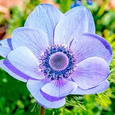 Anemone Coronaria Bulbs Mr Fokker View All Bulbs Flower Bulbs Gardening Sutton Seeds Flower Bulbs Garden Bulb Flowers