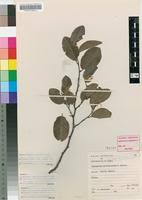 Image result for Xylopia odoratissima