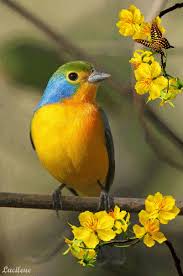 Animated Gif Bird Is The Word Gif Https Encrypted Tbn0 Gstatic Com Images Q Tbn 3aand9gcsrvgeneiuiqc5mx1zc5 Inibznsublw8ac3g Usqp Cau