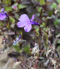 Image result for foto Lobelka