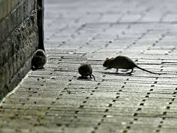 Belfast city hall belfast bt1 5gs. Primark Fire Belfast Aftermath Sees Rats Plaguing City Centre Belfast Live