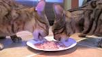 A Nutritious Bengal Cat Diet: What Should I Feed my Bengal ...