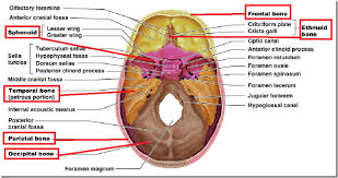 The skull or known as the cranium in the medical world is a bone structure of the head. Anatomy Of Cranial Bones Anatomy Drawing Diagram