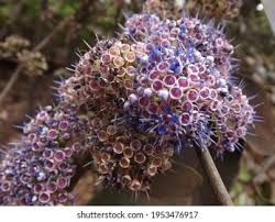 Image result for Memecylon myrianthum