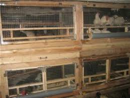 зимний курятник на 10 кур своими руками чертежи фото Pin Na Doske Sad