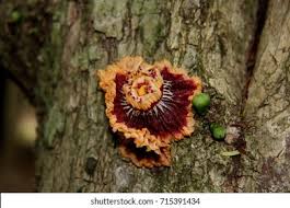 Image result for Napoleonaea