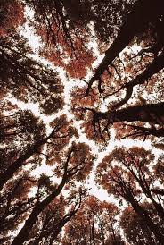 Tons of awesome aesthetic autumn wallpapers to download for free. Leaves Fall And Aesthetic Image 6279405 On Favim Com