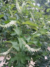 The new bath & body works coconut lime verbena fragrance oil is great. Wish You Could Smell This Almond Verbena Bush It Is Close To 8 Feet Tall And Smells Like A Shampoo I Used In High School Plant Leaves Verbena Plants
