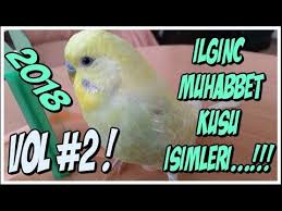 Ilginc Muhabbet Kusu Isimleri Vol 2 2018 Interessante Vogelnamen Youtube