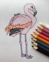 I Drew This Flamboyant Chilean Flamingo Near Threatened Species Art Illustration Coloured Pencil Drawi Drawing Inspiration Watercolor Art Drawings