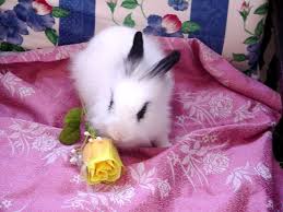 Fungsi lingkungan hidup bagi manusia). Angora Photo Gallery