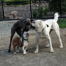 Alabai is a famous central asian shepherd dog. Our Central Asian Shepherds Central Asian Shepherd Dog Breeders