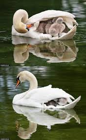 Birds You Can Have As Pets Uk Mother Swan Takes Babies For A Ride Bicton Park Botanical Gardens Uk C Richard Meston Bnps Cute Animals Animals Funny Animals