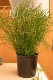 Image result for Psilotaceae