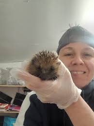 Recent photos of a small dog named Fluffy