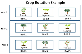 Planning The Garden Crop Rotation Gardening In The Panhandle