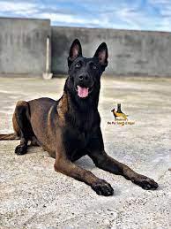 Animaux , chien etat neuf chien malinois male agé de 12mois disponible à sétif avec carnet de animaux , chien etat moyen slm je vous présente des femelles malinois âgé de 1 mois très. Elevage Malinois Du Elevage Malinois Du Pur Sang D Alger Facebook