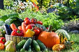 Your county extension service agent can also give you advice. Can A Home Garden Produce Enough Food To Live On Ready Gardens By Ready Nutrition