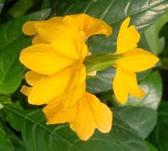 Image result for Crossandra infundibuliformis