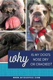 Why Is My Dog S Nose Dry And Cracked Dry Dog Nose Dog Nose Dog Nose Cracked