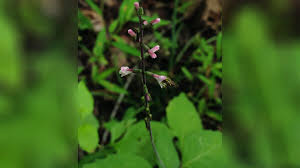 Image result for Fuirena leptostachya