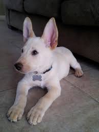 Black And Cream German Shepherd Puppy Cream German Shepherd Puppy Fauna Pinterest German Shepherd Puppies Gsd Puppies German Shepherd