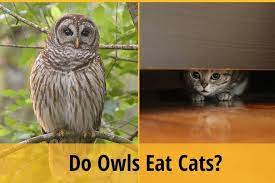If you're a cat owner, you may have noticed that they can be quite partial black and white cats are incredibly popular throughout the uk, but are there any specific breeds that cats are notorious night owls, so we've long thought that they have excellent night vision, but is this. Do Owls Eat Cats Zooawesome