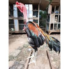 Cek harga lesehan ayam pak budi puri / cek harga l. Ayam Saigon Original