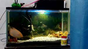 Ikan gurame padang di aquarium.gurame padang usia 10 bulan cocok dijadikan ikan hias di aquarium. Ikan Gurame Ilmubudidaya Com