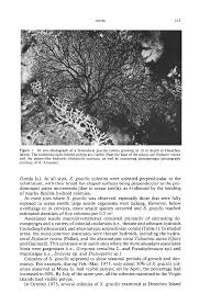 Image result for Sphaerocoryne gracilis