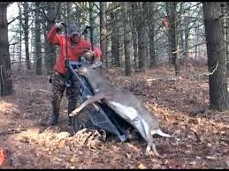 Maybe you would like to learn more about one of these? Deer Cart The Little Mule Deer Cart In Action Retrieve Deer Haul Deer Youtube