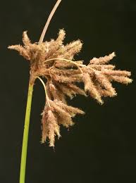 Image result for Schoenoplectus scirpoides