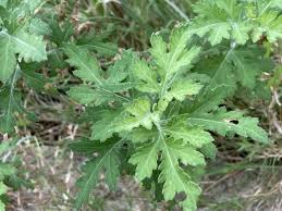 Image result for Chrysanthellum indicum