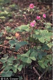 Image result for Oxalis latifolia