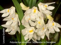 Image result for Polystachya hastata