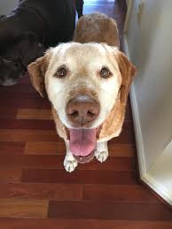 Chuck the transporter here. We are $1,094 from hitting $50,000 for the  annual Lab Rescue LRCP walk fundraiser. Can I beg 116 people to donate ten  bucks today 💞🐾🙏 This is the