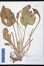 Image result for Ottelia exserta