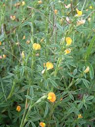 Image result for Stylosanthes fruticosa