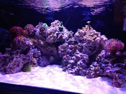 But cob isn't just known for its compact size, it also has more light intensity, and advantages than traditional leds the hipargero led is relatively strong with about 215w actual power consumed and emit a par output of 530 at 18″, and 1120 at 12″ within a 2×3 foot. Hipargero Led Light Reef2reef Saltwater And Reef Aquarium Forum