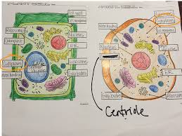Cells are the basic unit of life as all organisms are made of cells. Plant And Animal Cells Science Biology Physiology Showme