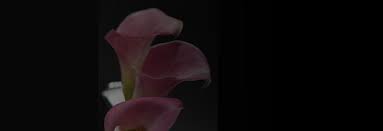 Click here to order flowers for any occasion! Shirley S Flowers Sweets 15 Recommendations Nashua Nh Nextdoor