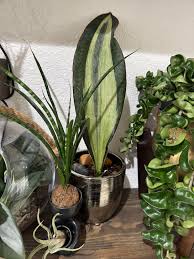 Image result for Sansevieria dawei
