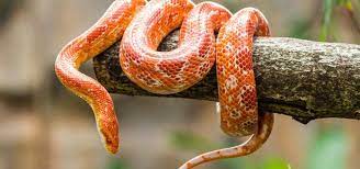 World Snake Day Corn Snake Snake Symbolism Pet Snake