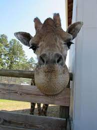 Due To Last Years Hurricanes As Well As All Of The Additional Rain We Received Our Giraffe Enclosure Is In Need Of Some Major Help It Safari Visit Nc Giraffe