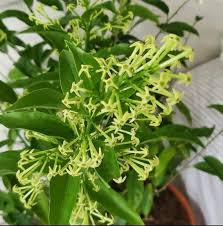 Image result for Cestrum nocturnum